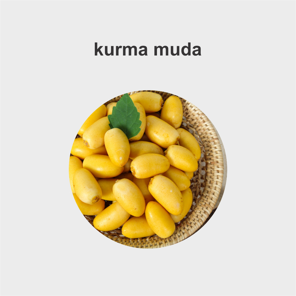 

Kurma Fresh Date Yellow | Buah Kurma Kuning Muda Bahree Kurma Muda Perawatan Kehamilan