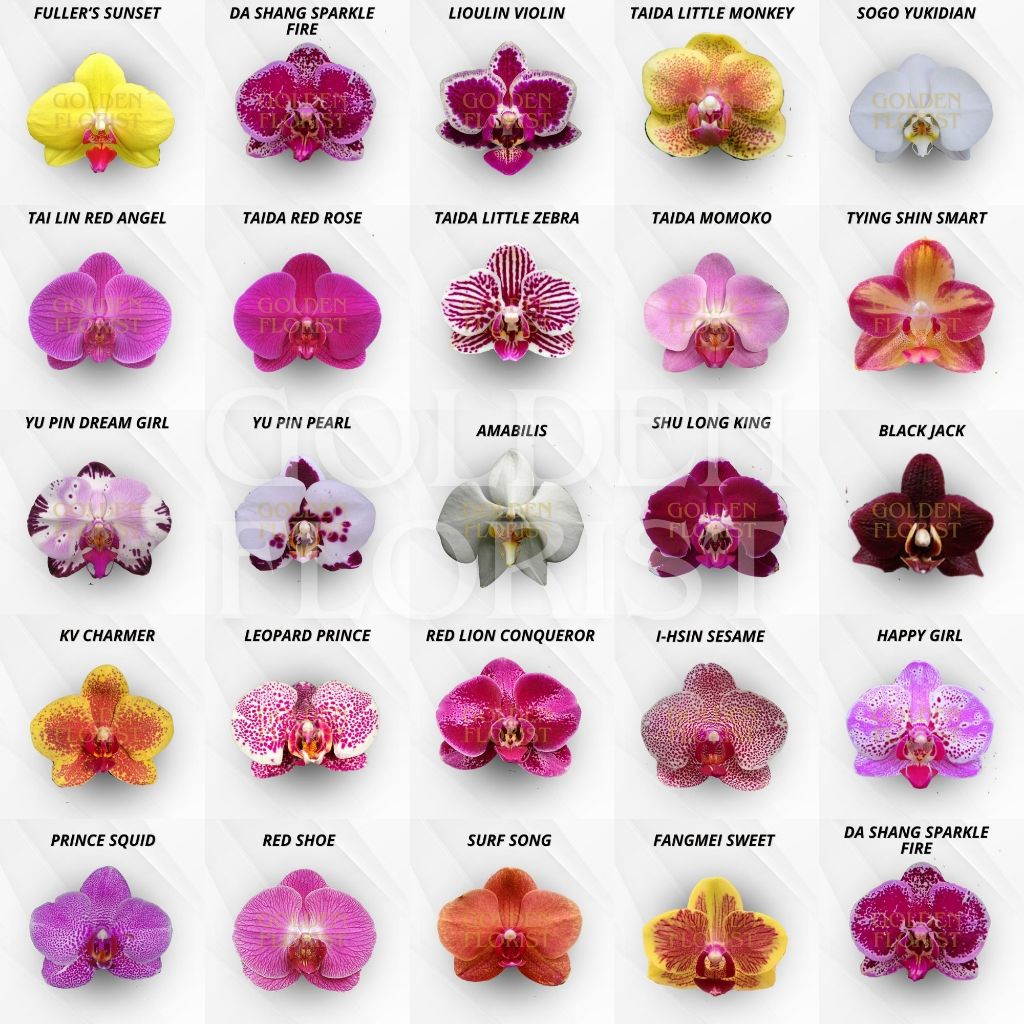 Anggrek Bulan Remaja Import Taiwan Warna Koleksi Bunga Besar