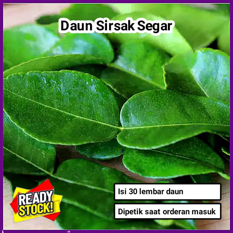 

PROMO - 30 Lembar Daun Sirsak Segar Dipetik Saat Orderan Masuk / Herbal Daun Sirsak