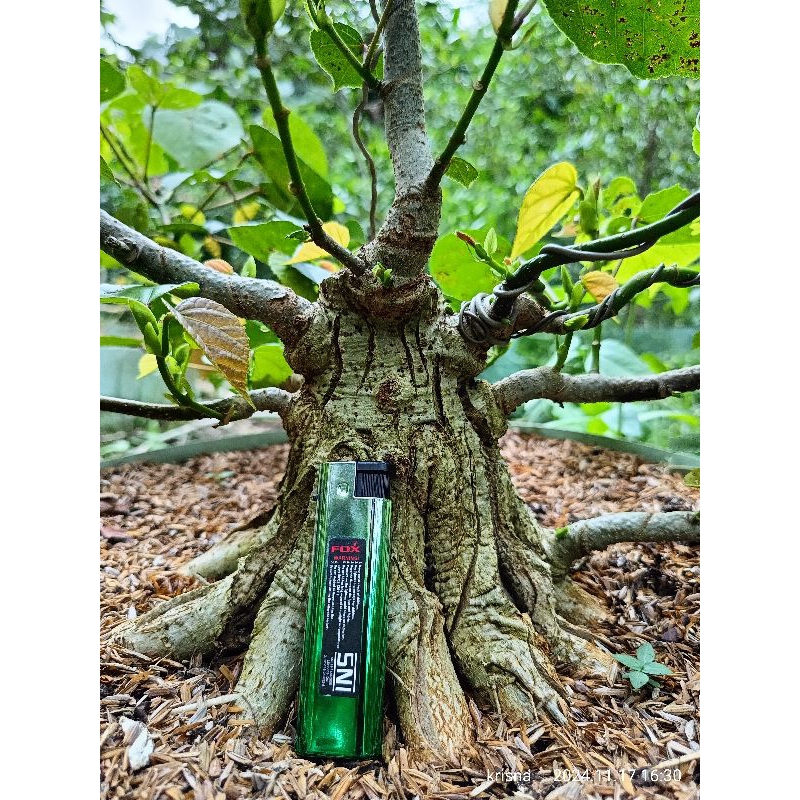 bonsai waru india program akar pecah batang