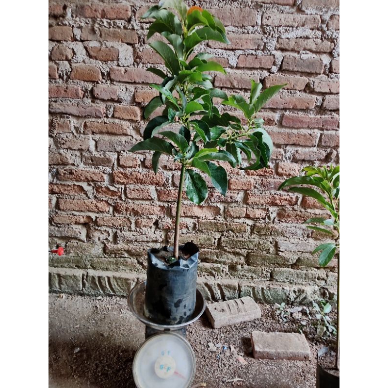 binit apokat aligator media penuh