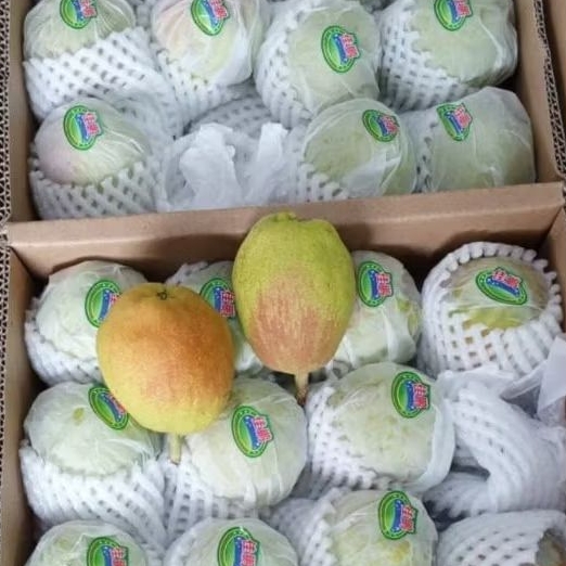 

BUAH PEAR XIANGLIE 1 DUS