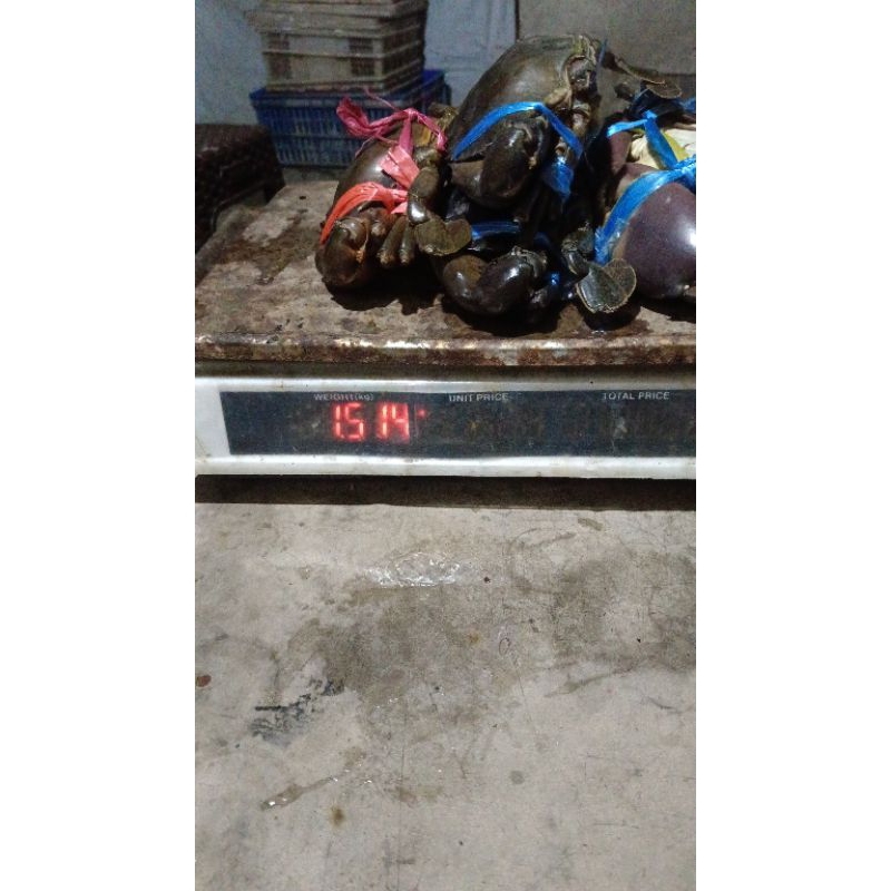 

kepitinh hijau bakau jantan 200up