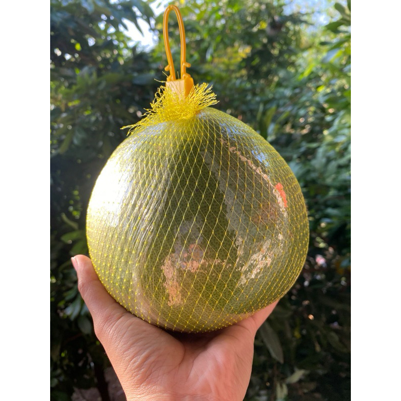 

JERUK PAMELO MADU sekitar 1kg-an ASLI GUNUNG MURIA