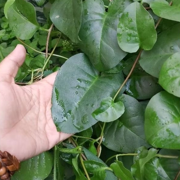 

daun binahong segar fresh 100gr