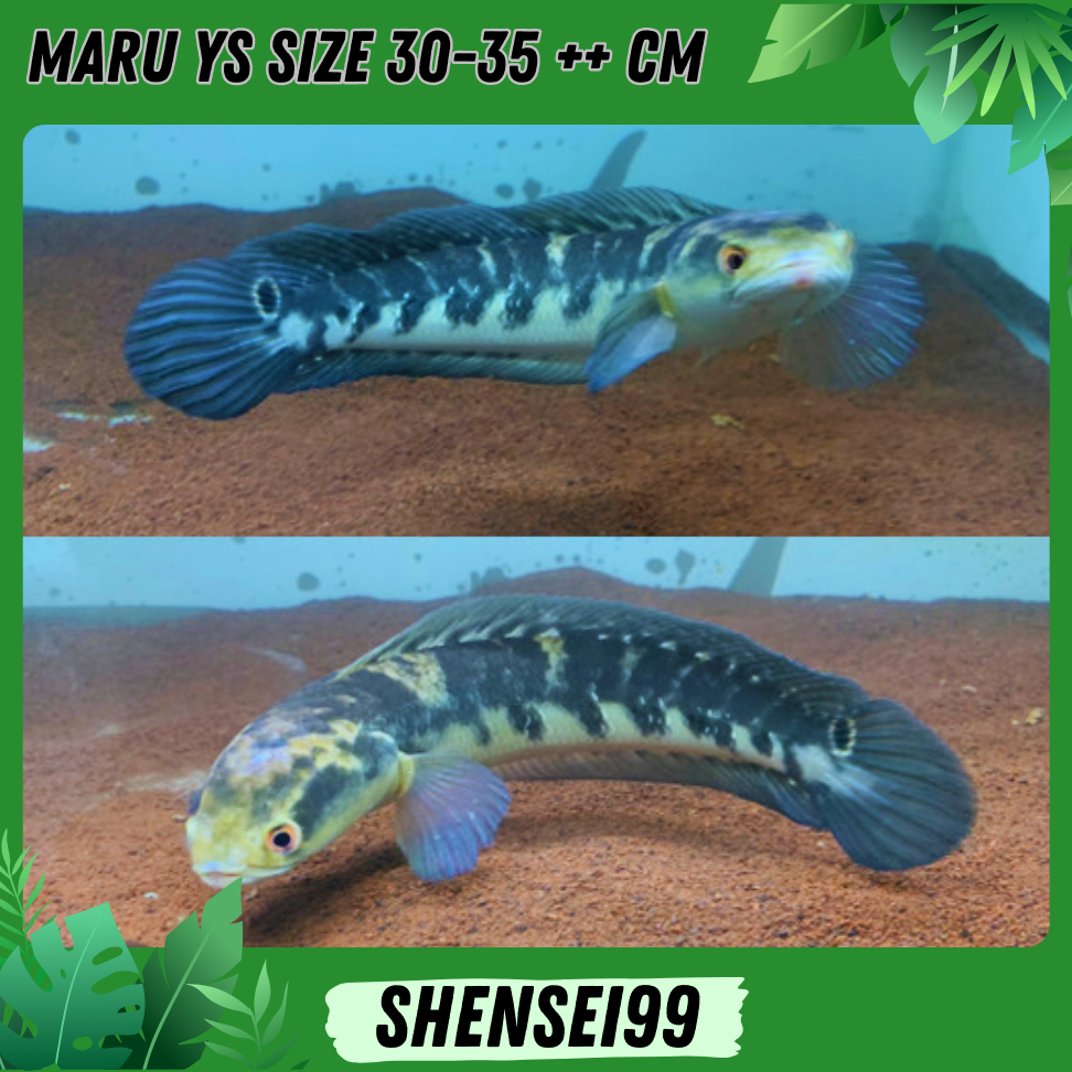 MARU YS REMAJA PANJANG 30-35 CM SORTIRAN KERAS