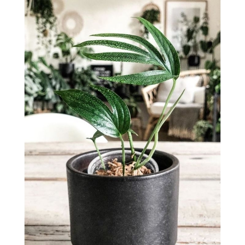 tanaman hias langka AMYDRIUM ZIPELIANUM - Tanaman hias amydrium zipelianum