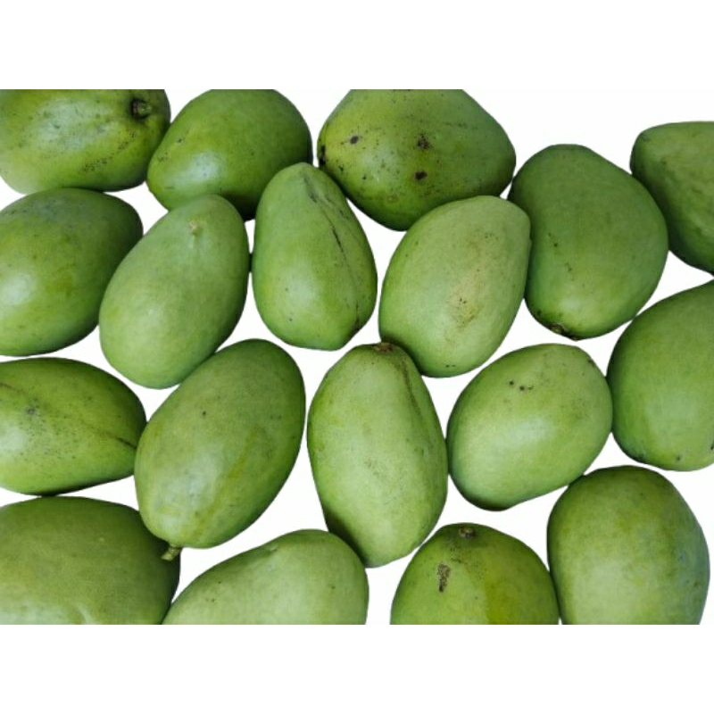 

Mangga Muda Buat Rujak Fressss!!!! PETIK CUCI LANGSUNG KIRIM