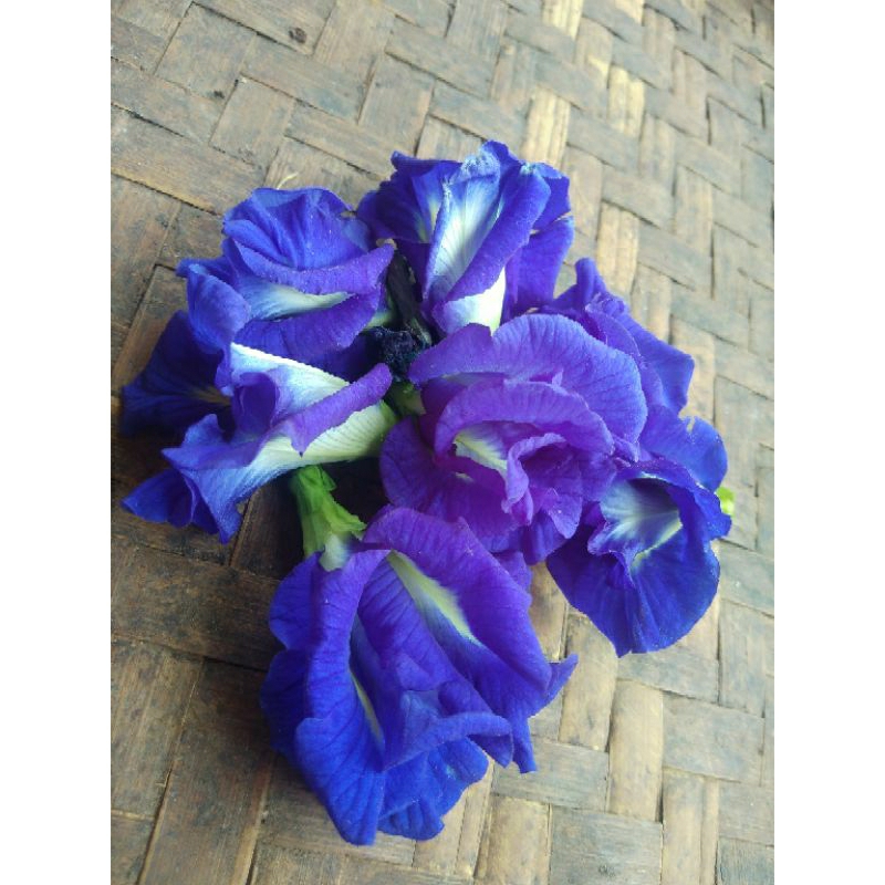 

Bunga te lang (Clitoria ternatea) 20gram