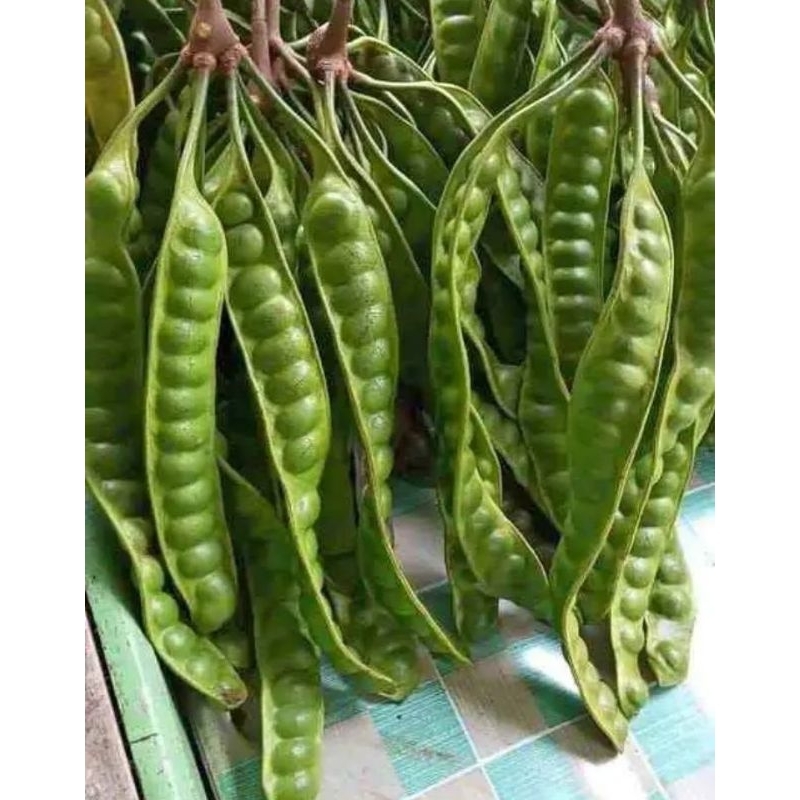 

Petai Tua Seger Grade A Murah Meriah