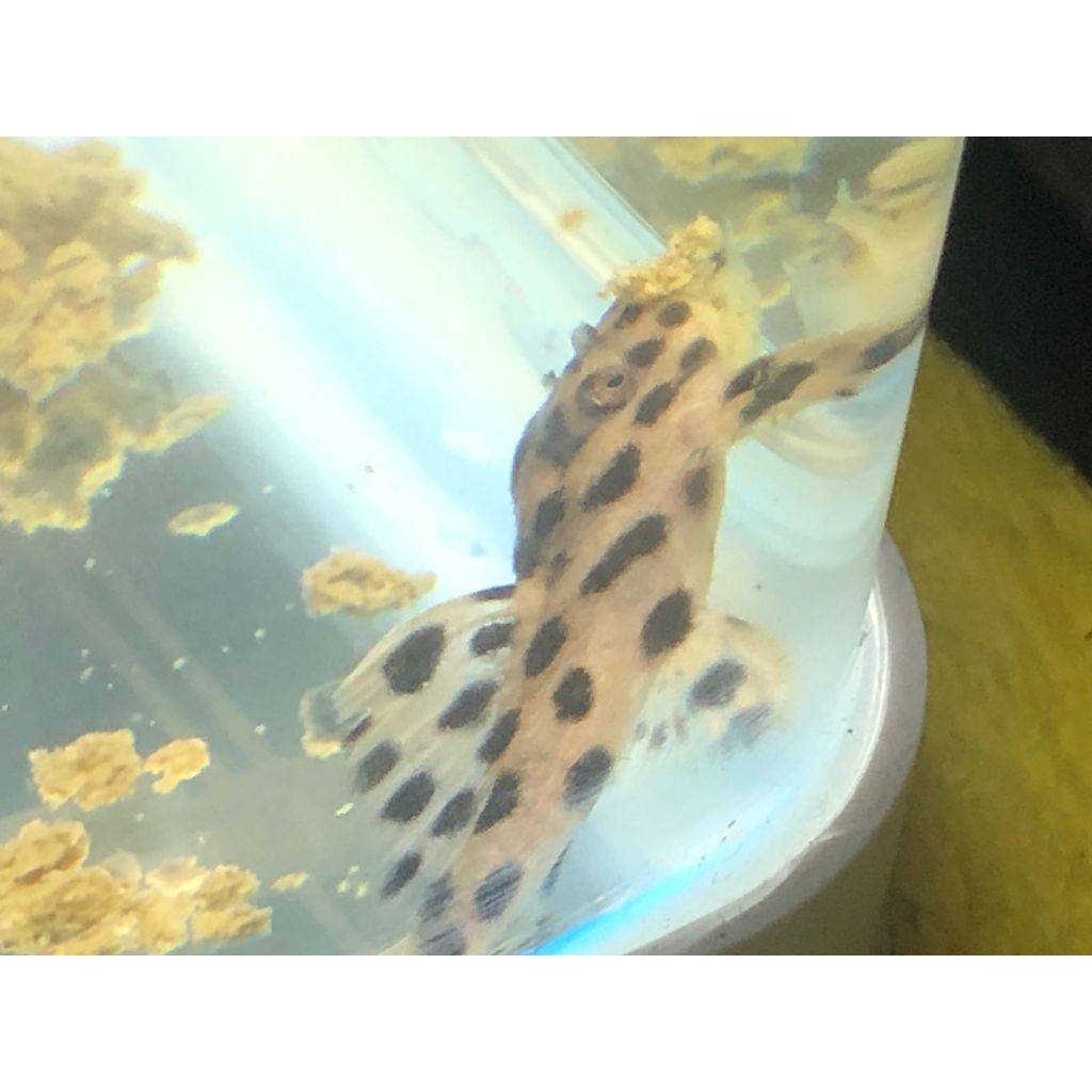 PLECO L172a GOLDEN VAMPIRE PLECO Leporacanthicus Heterodon