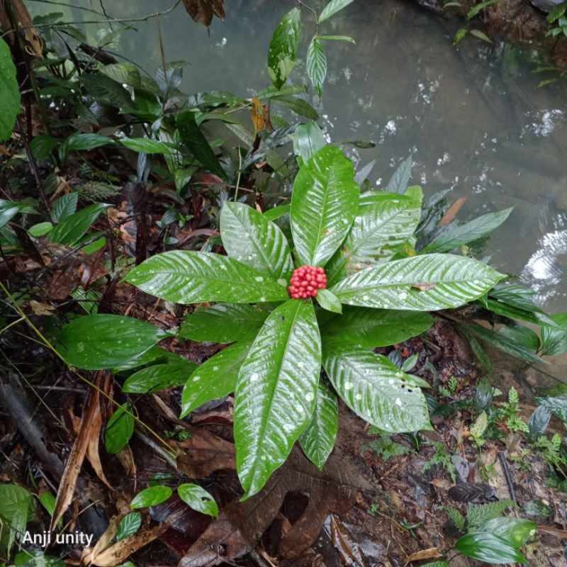 ardisia scru sp