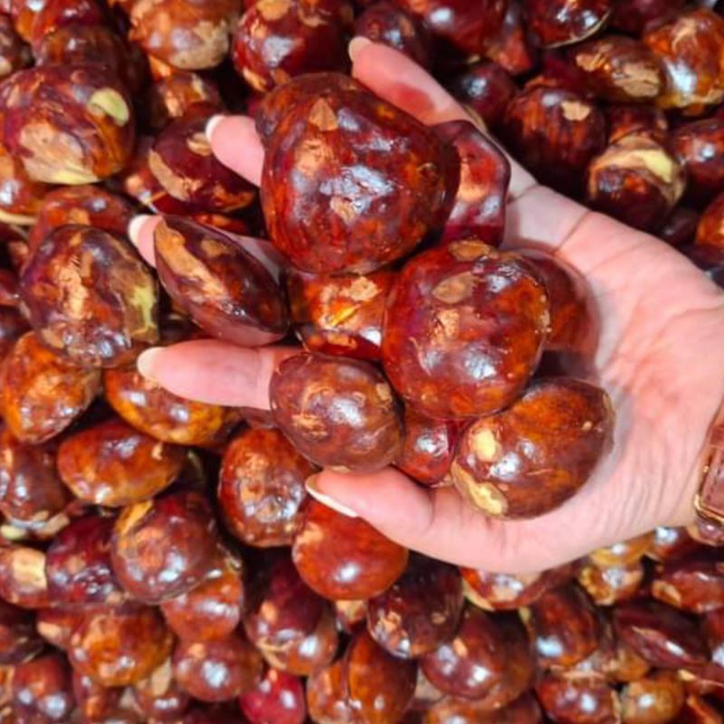 

Jengkol Tua Pilihan 1 Kilogram