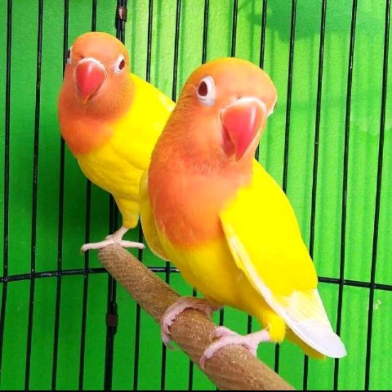 LOVEBIRD LUTINO MATA MERAH HARGA SATUAN