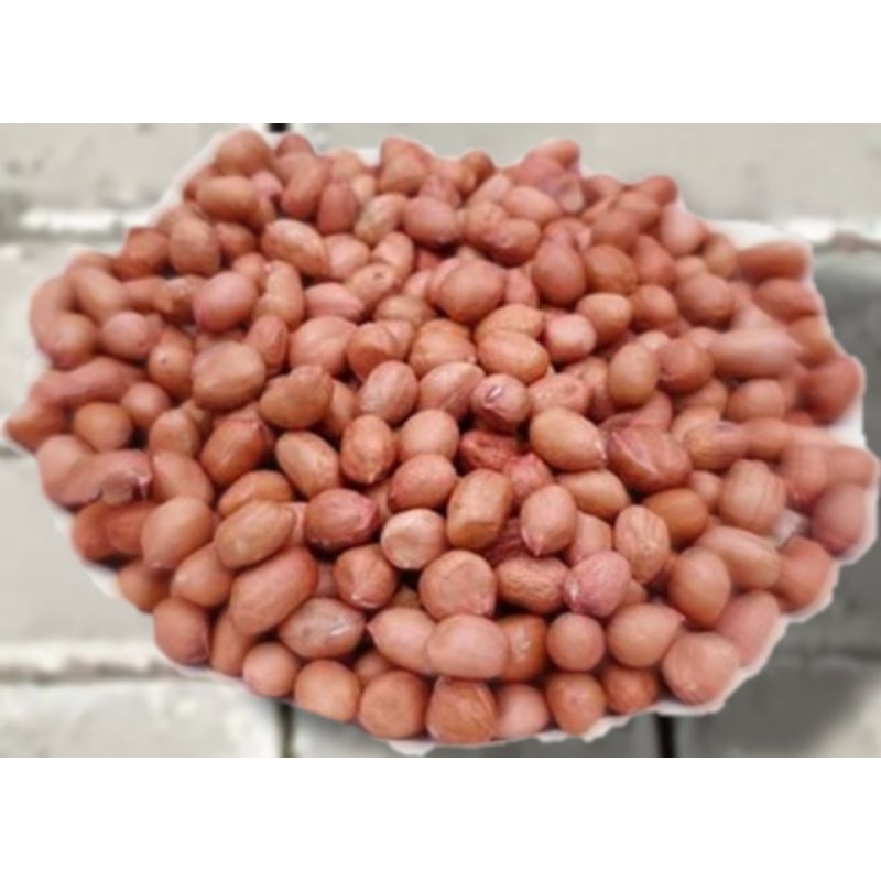 

Kacang Tuban Asli