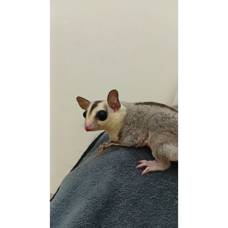 sugar glider White face