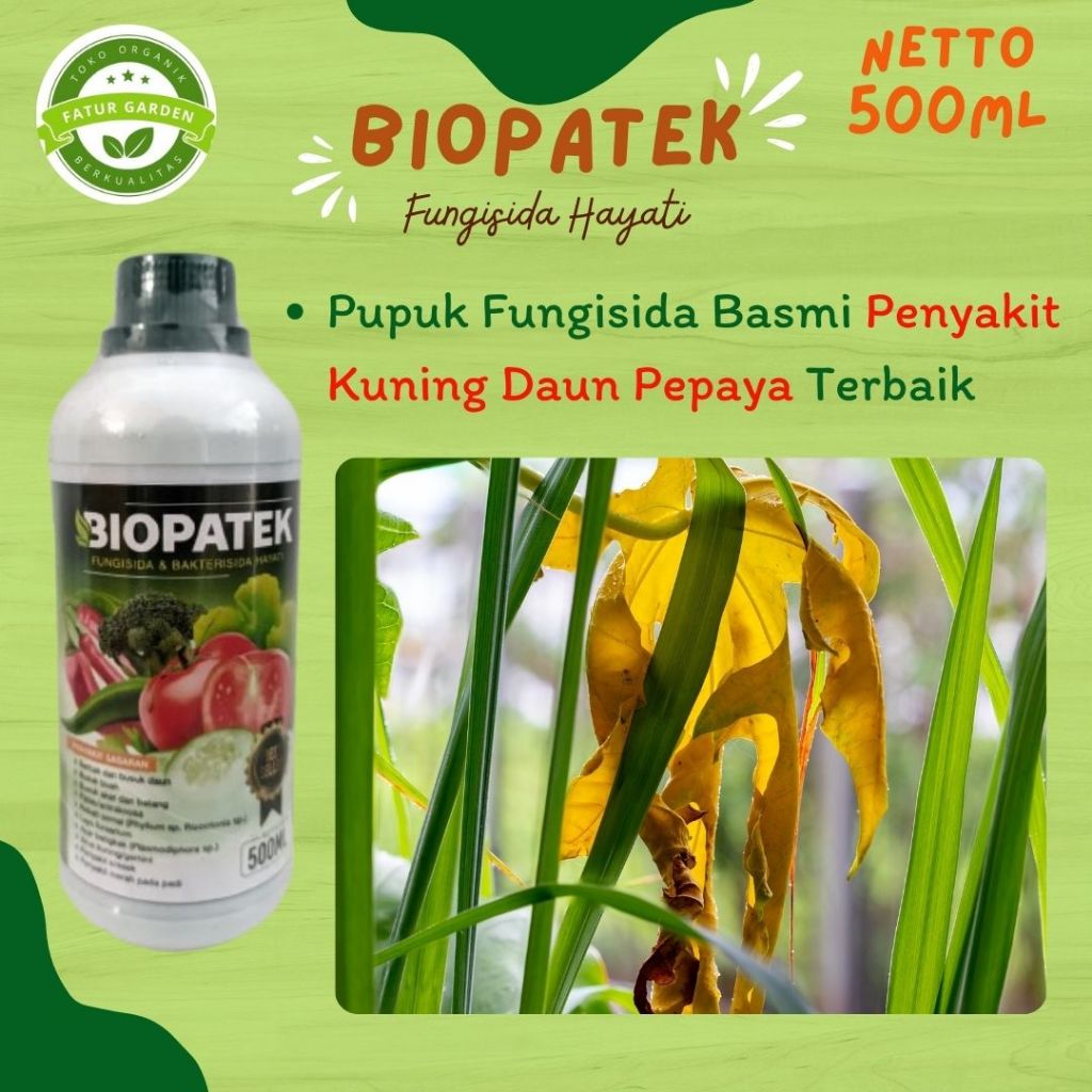 Obat Kuning Daun Pepaya Manjur BIOPATEK Fungisida Untuk Mengatasi Penyakit Kuning Daun Pepaya Terbai