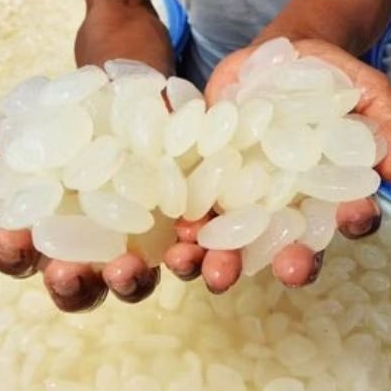 

Kolang Kaling Kemasan Istimewa Super 5 Kg kolang Kaling Segar Putih Bersih Bahan Membuat Manisan