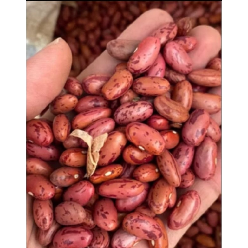 

PROMO MURAH 500 GRAM KACANG MERHA POGO SUPER JUMBO