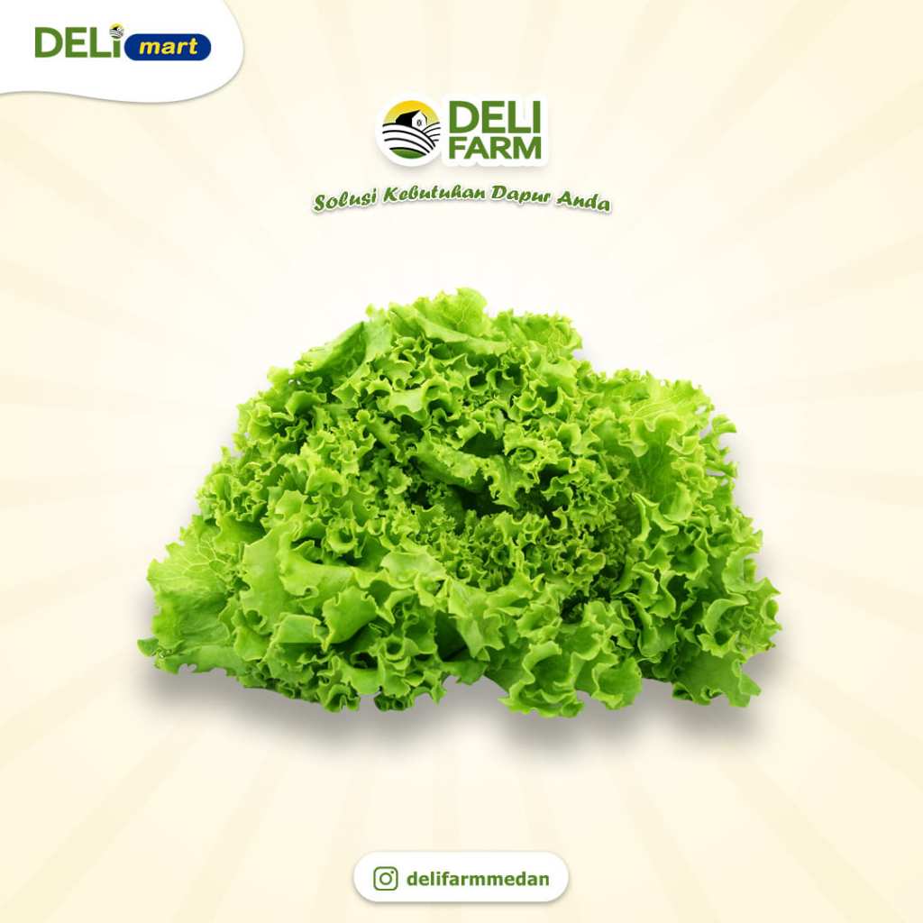 

Deli Mart [Khusus INSTAN Medan ] Selada Segar Deli Mart by Deli Farm