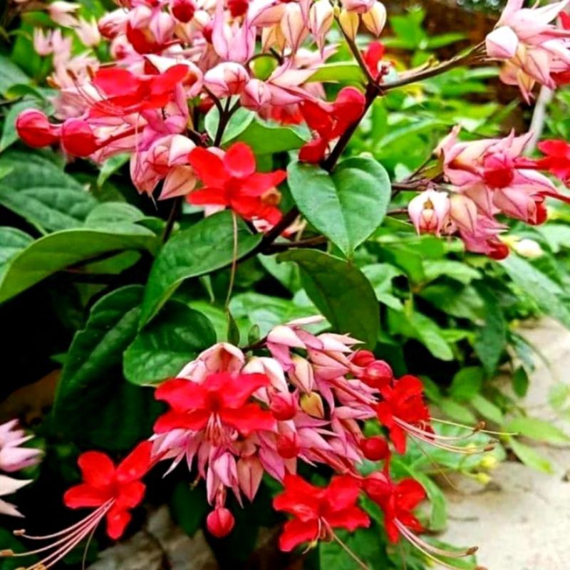 Bunga Sirih Nona / Nona Makan Sirih / Nona Nginang