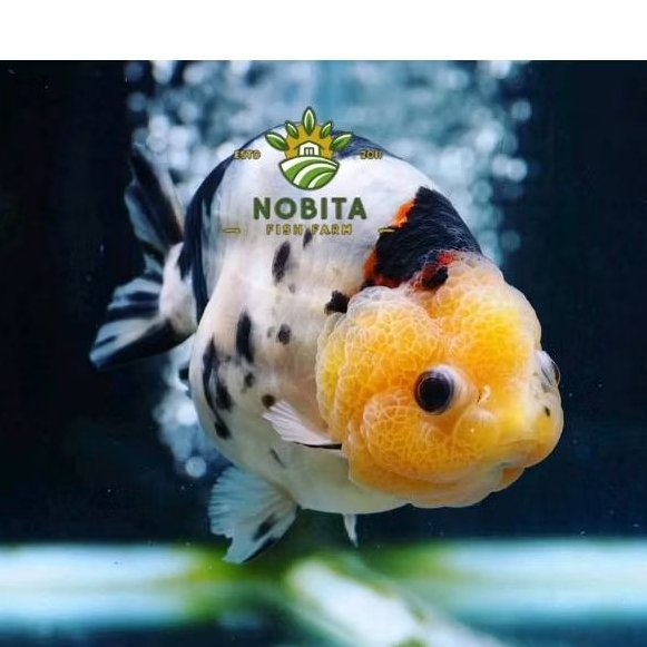 perlengkapan akuarium cow ranchu sapi dekorasi aquarium