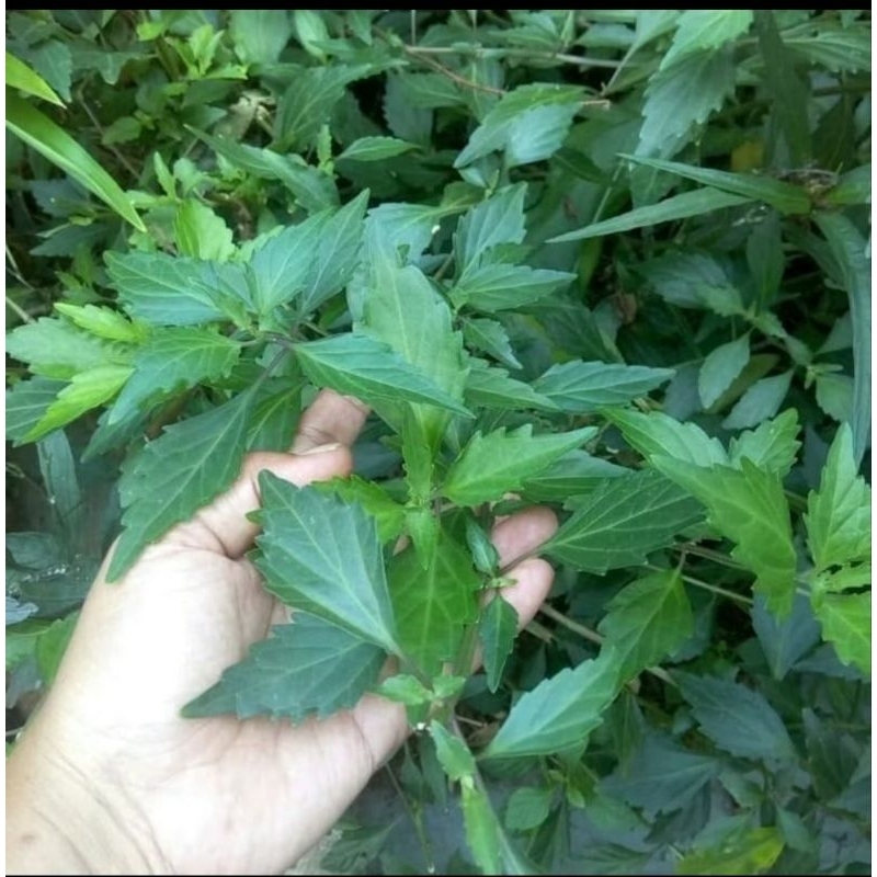 

Daun Kumis Kucing Segar 500 gram Obat Batu Ginjal
