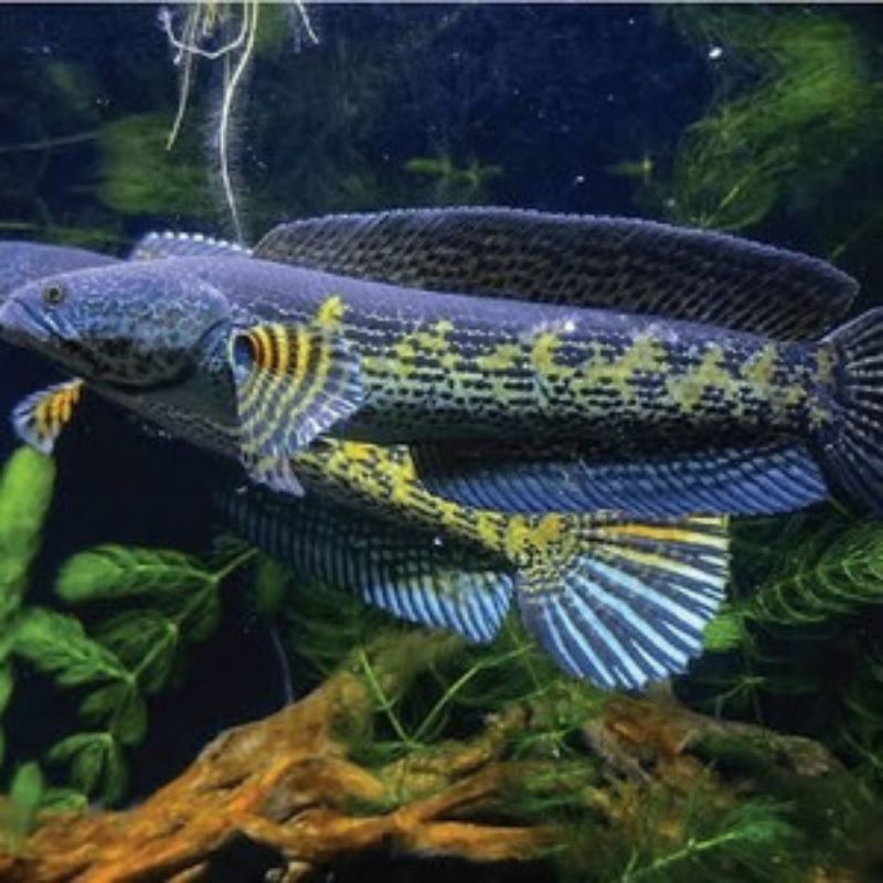 

Auranti calon gondrong wc india