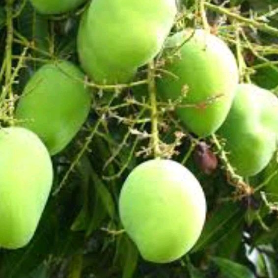 

bibit mangga beli 2 gratis 1 mangga okulasi