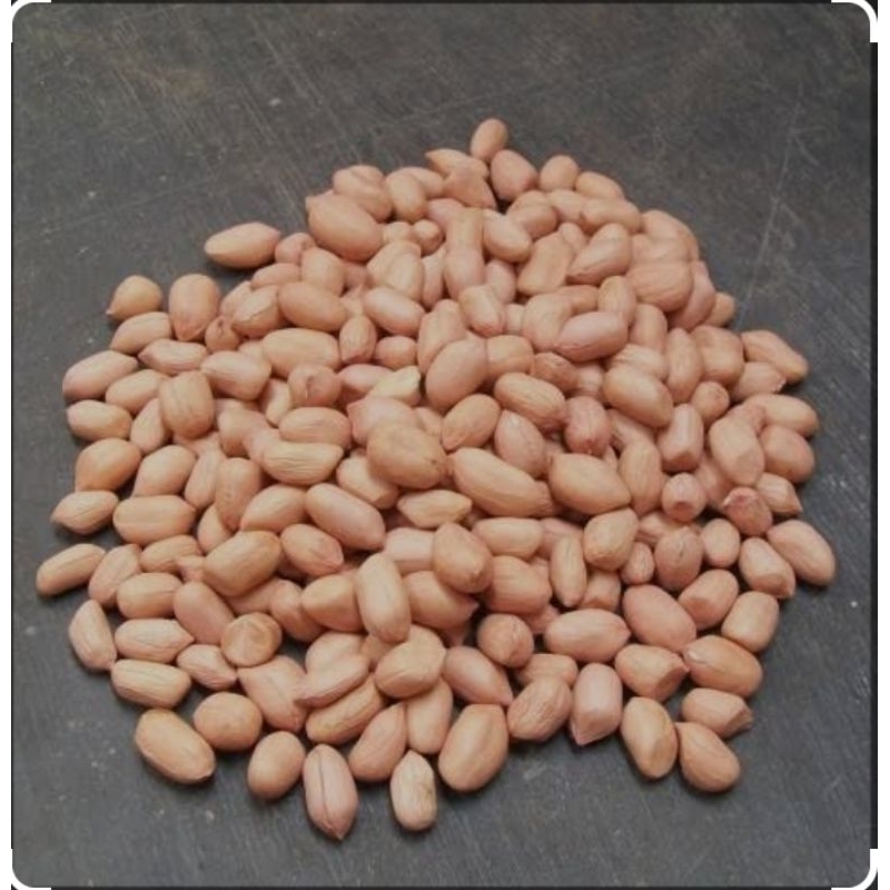 

kacang tanah