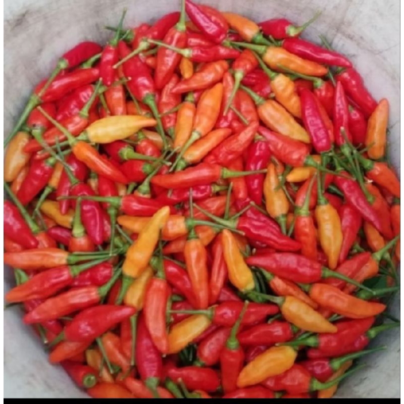 

cabe setan 100 gr