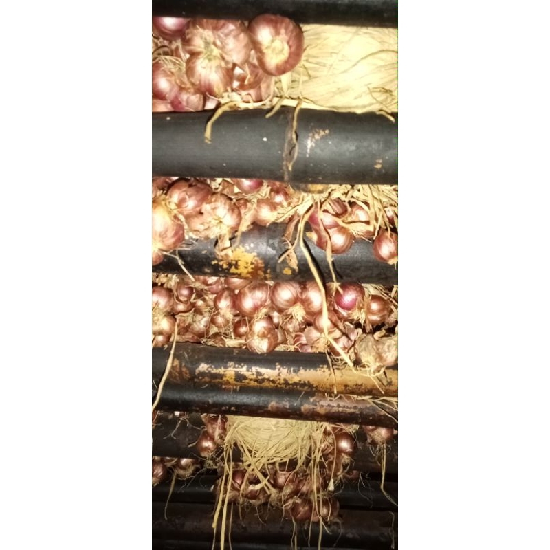 

bawang merah murah asli Probolinggo kualitas terbaik