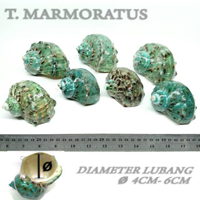 Marmoratus cangkang shell rumah kelomang keong umang kumang natural asli