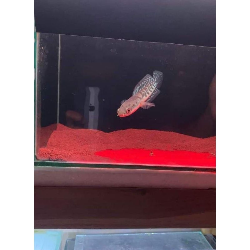 chana MARU YS ombyok bahan progres flaring tangan