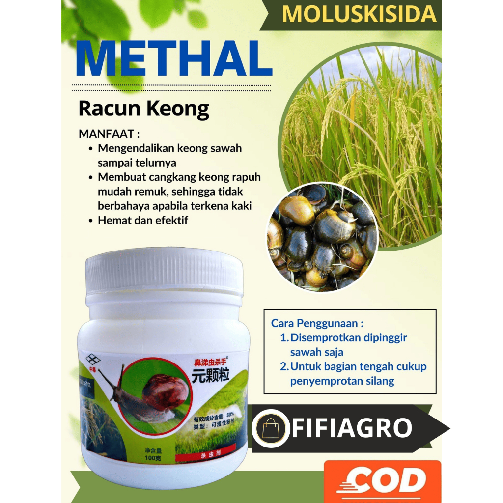 Methal Racun Keong Dan Siput Sawah, Bekicot Sangat Ampuh