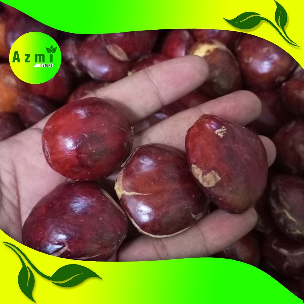 

JENGKOL TUA MENTAH 1 KG