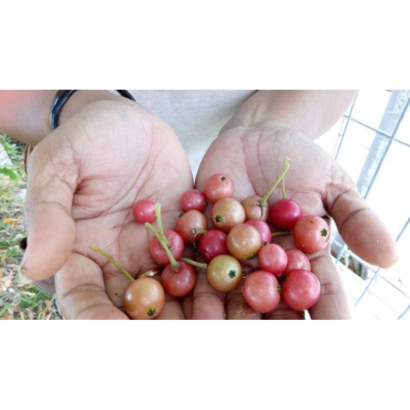 

buah kersen/kersem cherry jawa