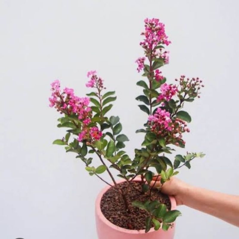 bunga sakura lokal pink stek batang bunga sakura lokal warna pink