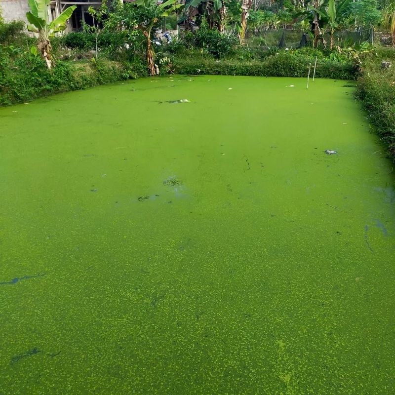 Azolla pakan ternak, Bibit Azolla, Azolla Super hijau, Azolla Organik