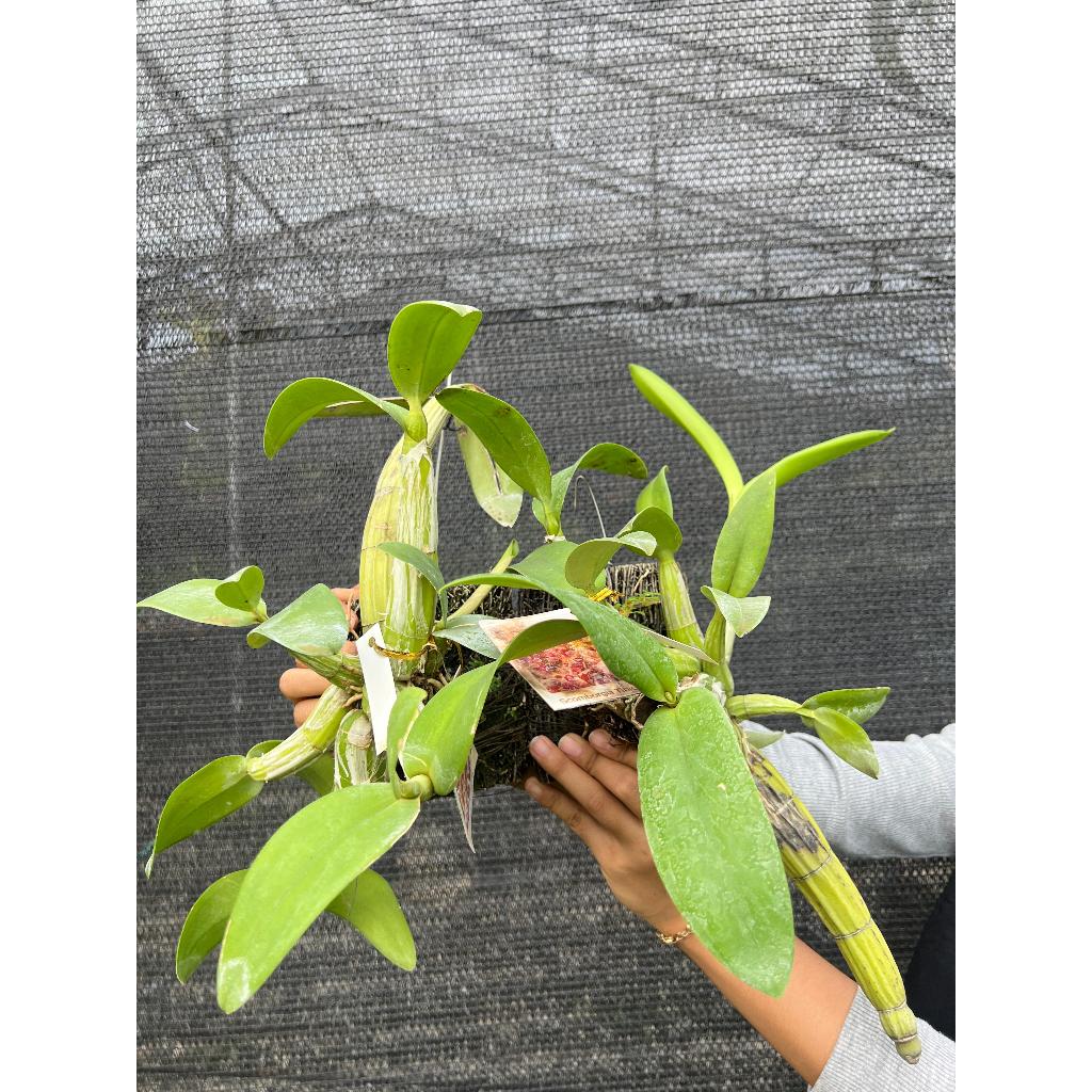 Scomborgia Tibicinis /Anggrek Tanduk Kerbau