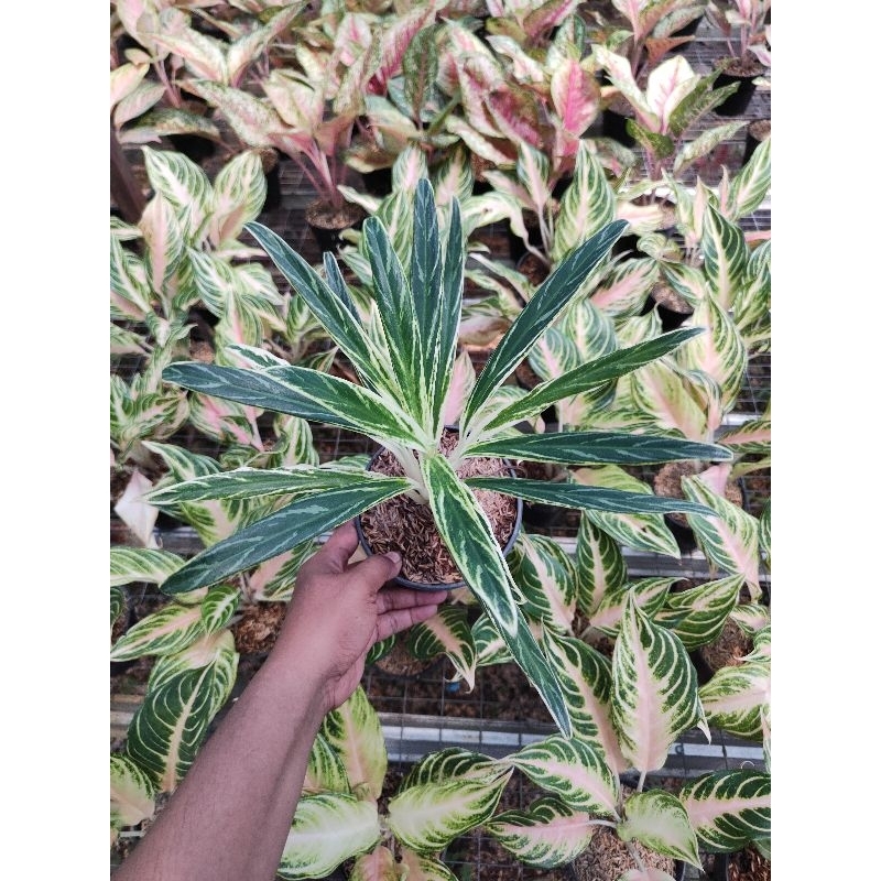 aglaonema bambu