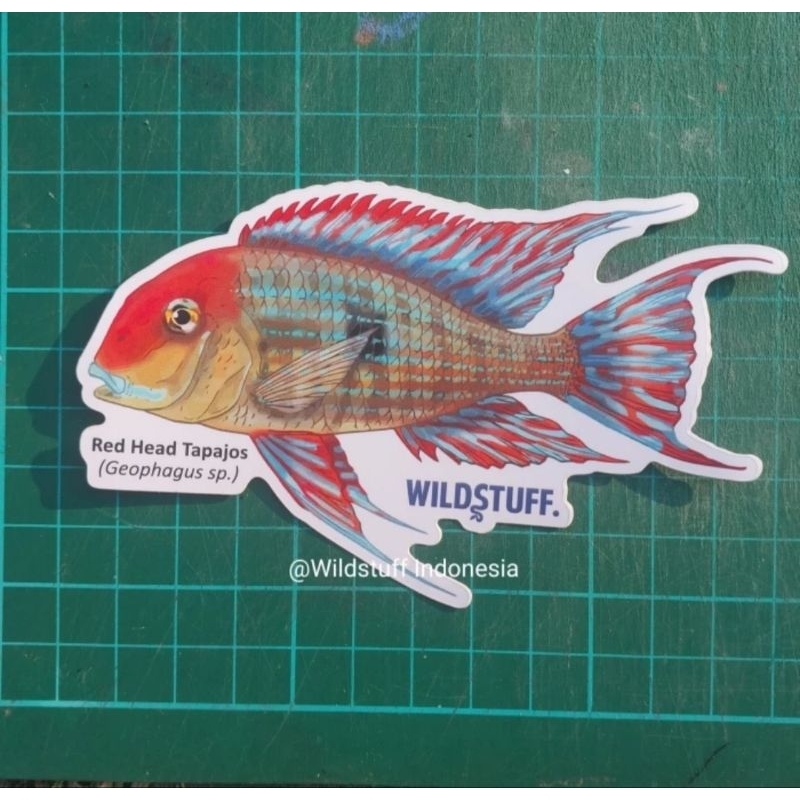 Sticker Wildstuff Seri Ikan Cichlid Geophagus Red Head Tapajos
