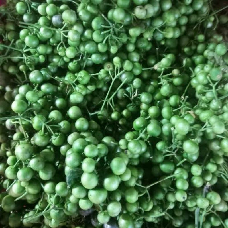 

Leunca/Lenca Asli Sumatra Fresh 500 Gram