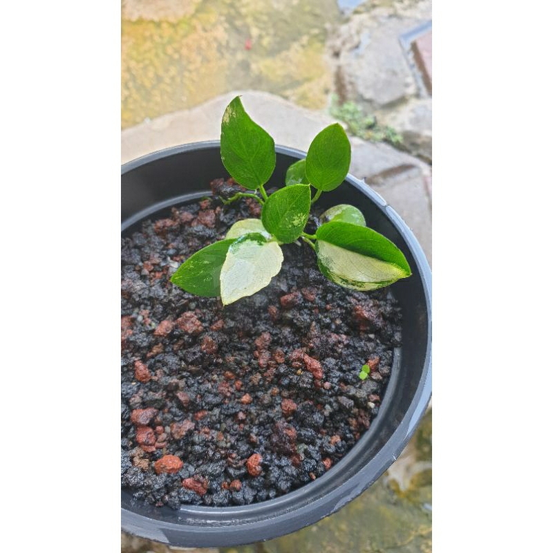 anubias panda anakan