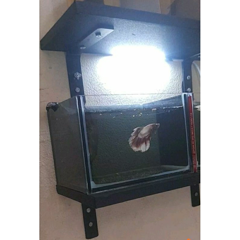 aquarium mini 15x10x10 soliter cupang kaca 5mm  soliter guppy