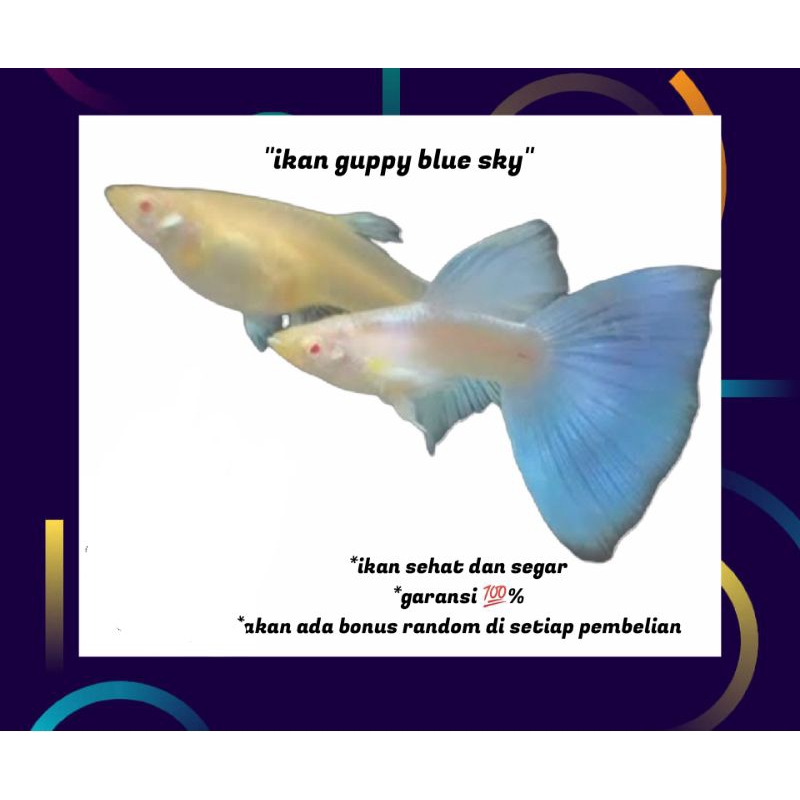 hiasan aquarium ikan guppy blue sky / blue topaz