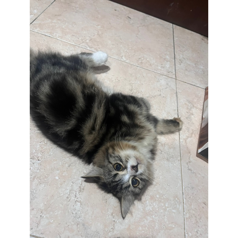 Kucing Anggora Betina Murah Macan Loreng 5 Bulan