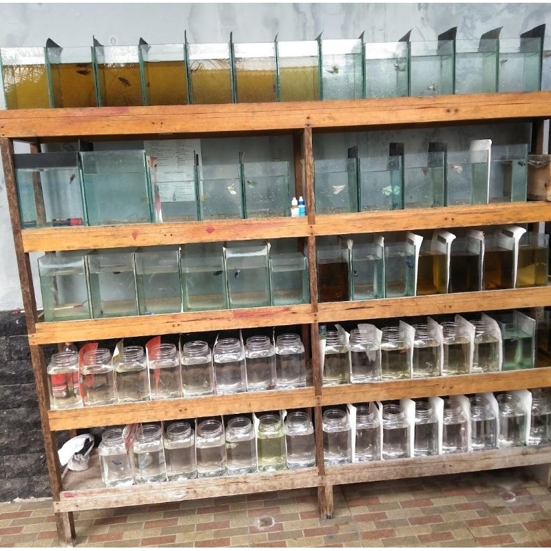 pelet ikan cupang