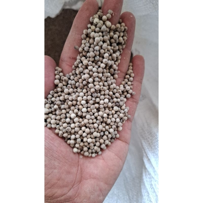 

Promo / Lada Putih / Merica Putih Hasil Petani. dapat 1 kg. bagus dan murah