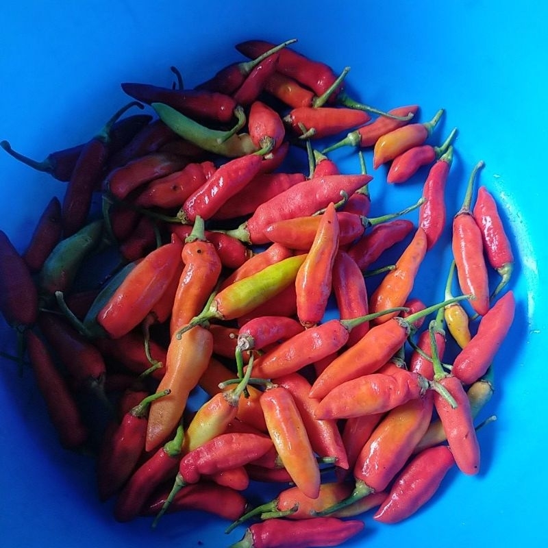 

Cabe Merah Ori 1 kg